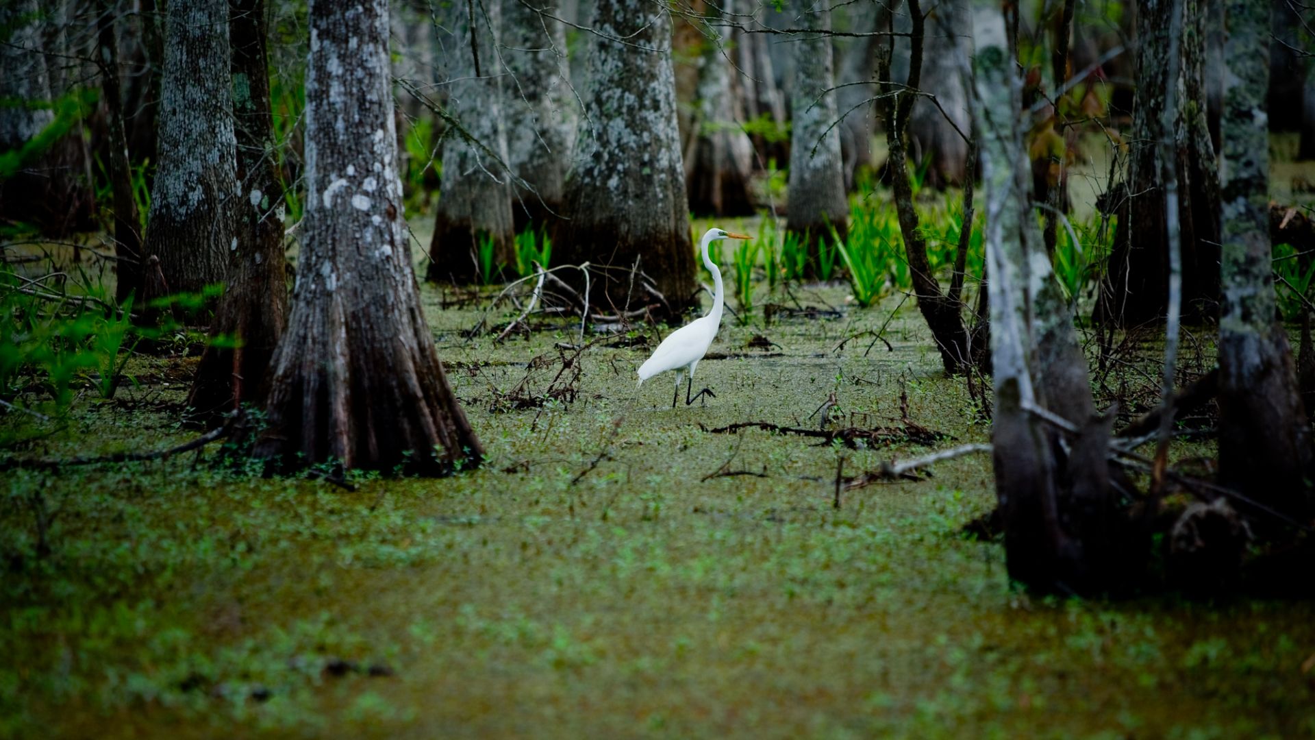 A Bird Standing On A Lush Green Forest